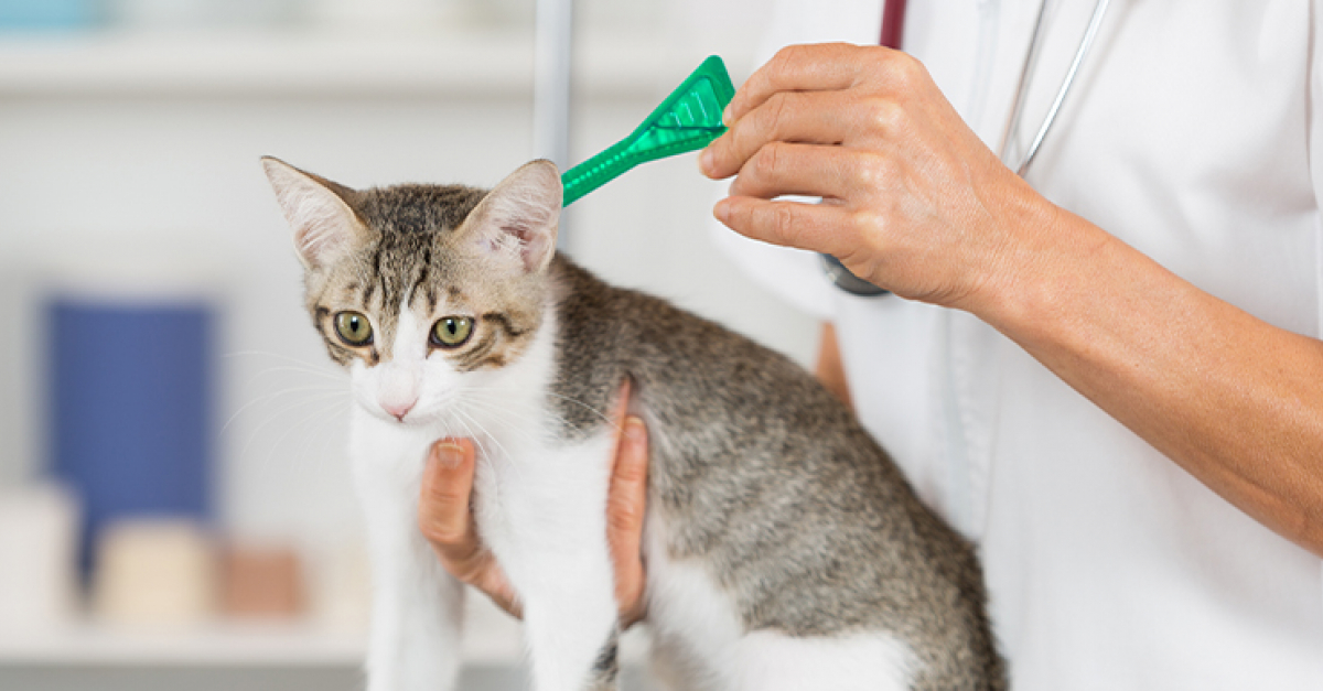 Granulome Eosinophilique Chez Le Chat Symptomes Diagnostic Et Traitements