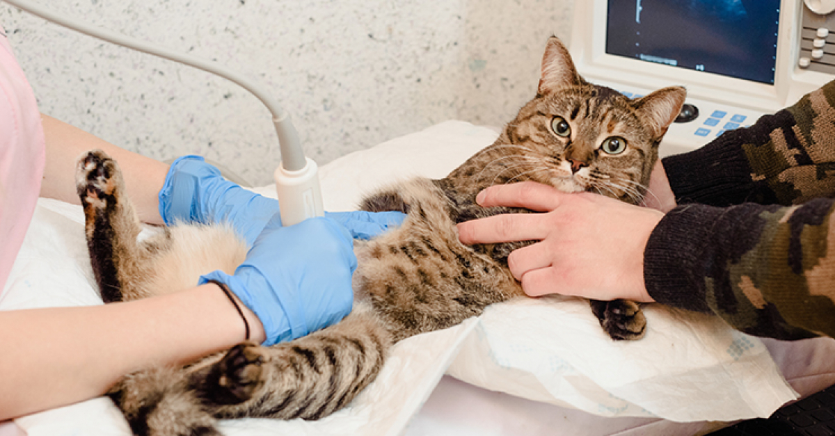 Peritonite Infectieuse Chez Le Chat Symptomes Diagnostic Et Traitements