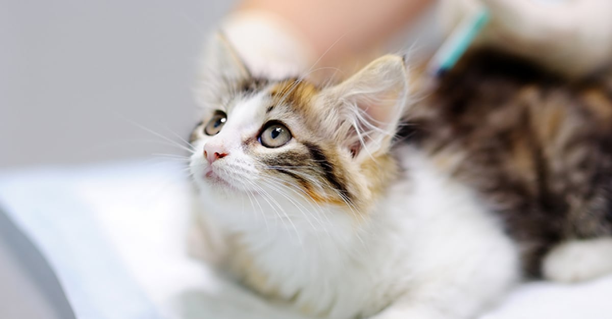 La Rage Chez Le Chat Symptomes Diagnostic Et Traitements La Rage Chez Le Chat Symptomes Diagnostic Et Traitements
