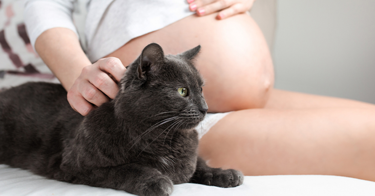Toxoplasmose Chez Le Chat Symptomes Diagnostic Et Traitements