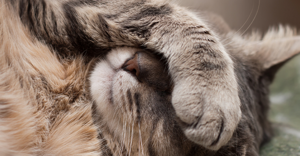 Uveite Chez Le Chat Symptomes Diagnostic Et Traitements