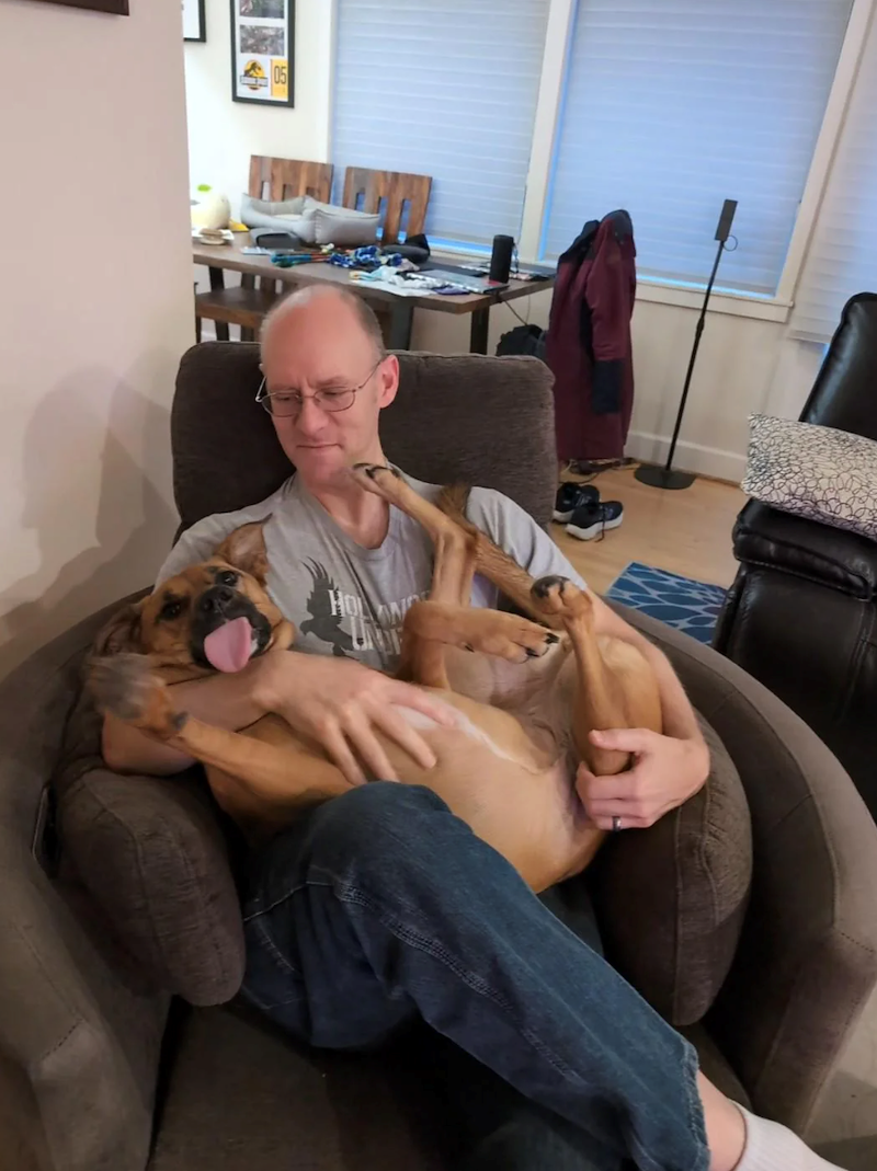 Un chien brun fauve à poil ras couché sur le dos dans les bras d'un homme à lunettes assis dans un fauteuil gris