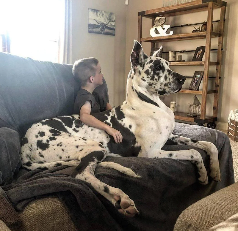 Un énorme chien blanc à taches noires étendu sur un canapé gris, un petit garçon aux cheveux courts adossé contre lui