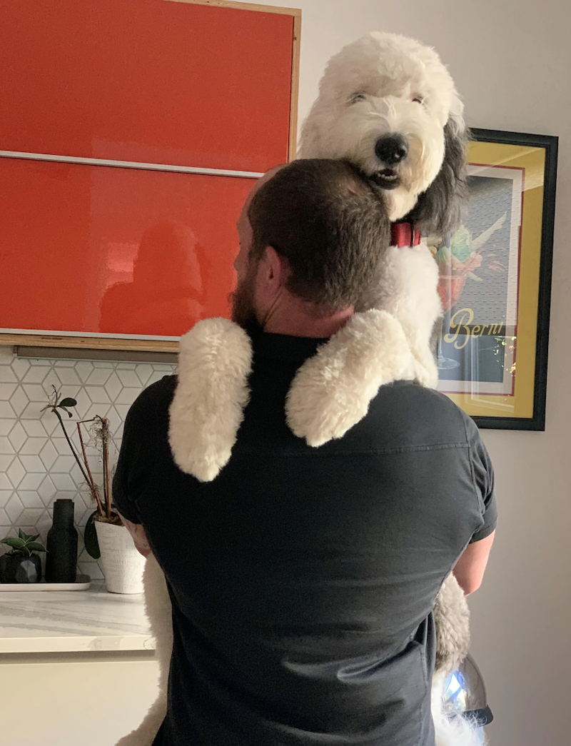Un chien blanc et gris à poil épais hissé sur les épaules d'un homme de dos, dans une cuisine aux placards rouges
