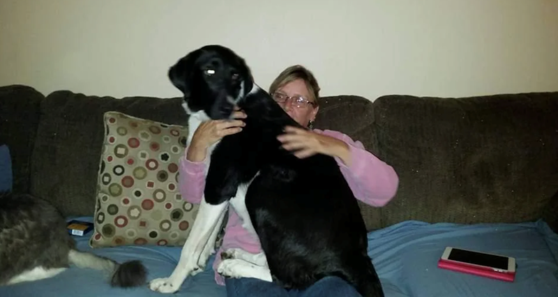 Un grand chien noir et blanc dressé contre une femme à lunettes en pull rose qui le serre dans ses bras, sur un canapé brun