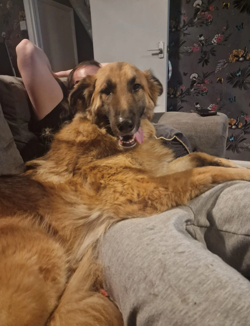 Un grand chien au poil long fauve et au museau sombre allongé sur un canapé gris, une personne à moitié cachée derrière lui devant un papier peint à oiseaux et fleurs