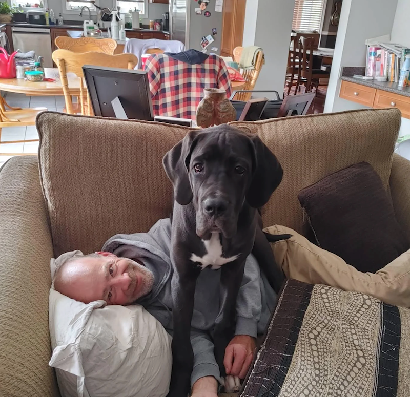 Un jeune chien gris foncé à plastron blanc assis sur un homme allongé sur un canapé, la tête posée sur un oreiller