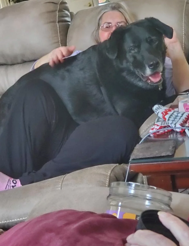 Un chien noir, la langue sortie, étendu sur une femme à lunettes allongée dans un fauteuil beige, des chaussettes de Noël au premier plan