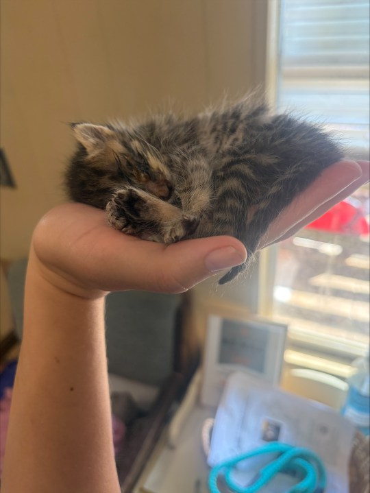 Chaton tigré roulé en boule dans une paume, un œil croûteux