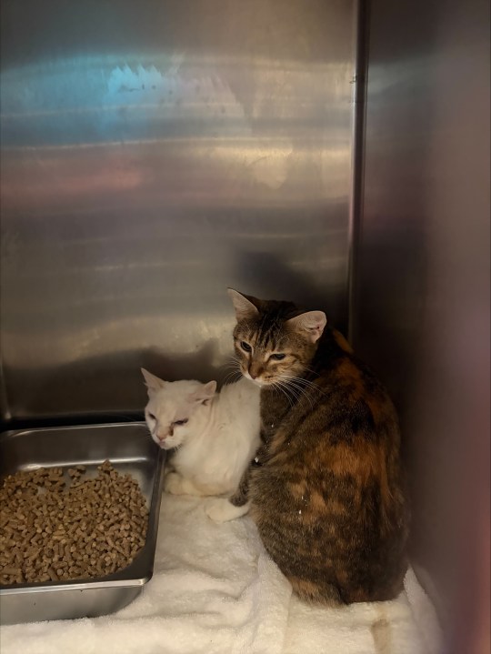 Un chat blanc et un chat écaille de tortue blottis dans un box en inox