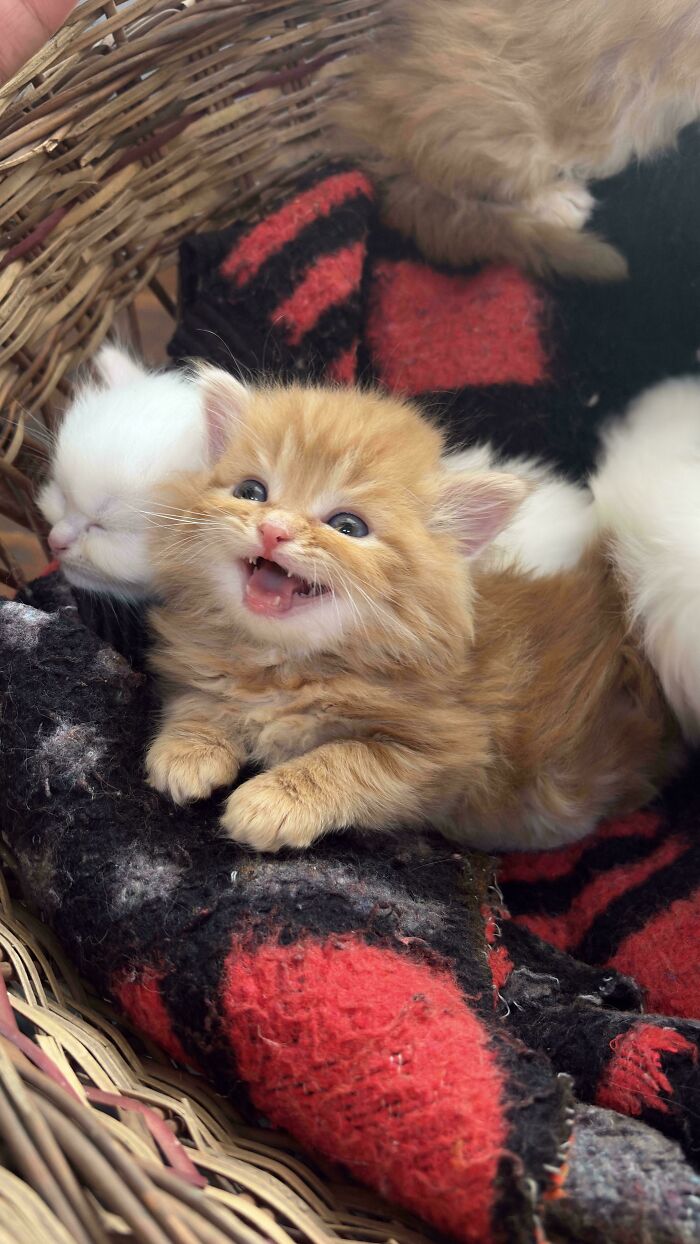 Chaton roux miaulant dans un panier en osier à côté d'un chaton blanc endormi