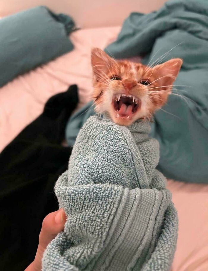 Petit chaton roux enveloppé dans une serviette bleue, gueule grande ouverte