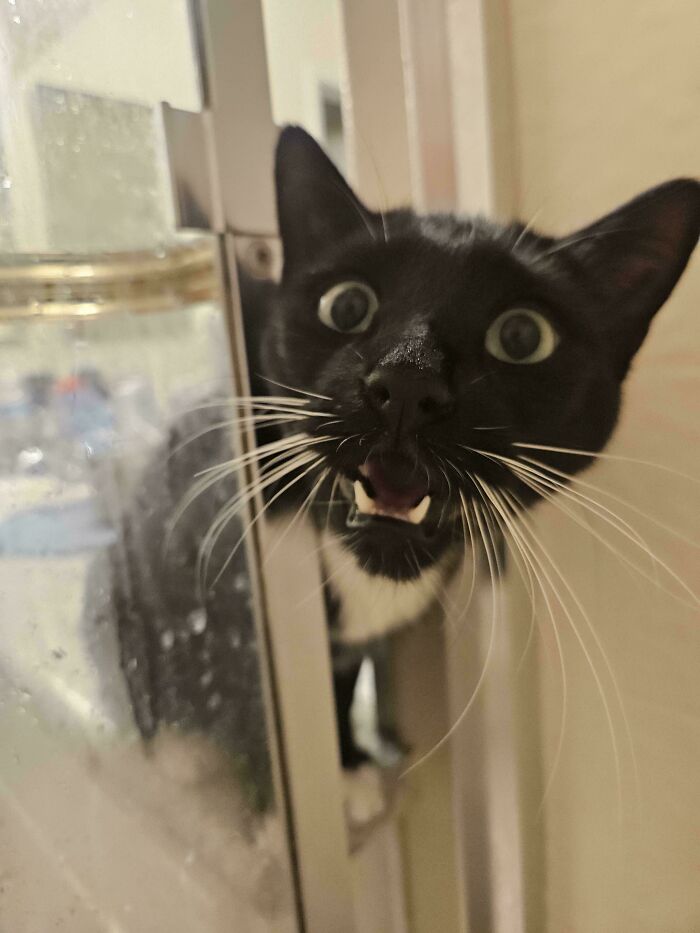 Chat noir et blanc aux yeux ronds miaulant dans l'encadrement d'une porte vitrée