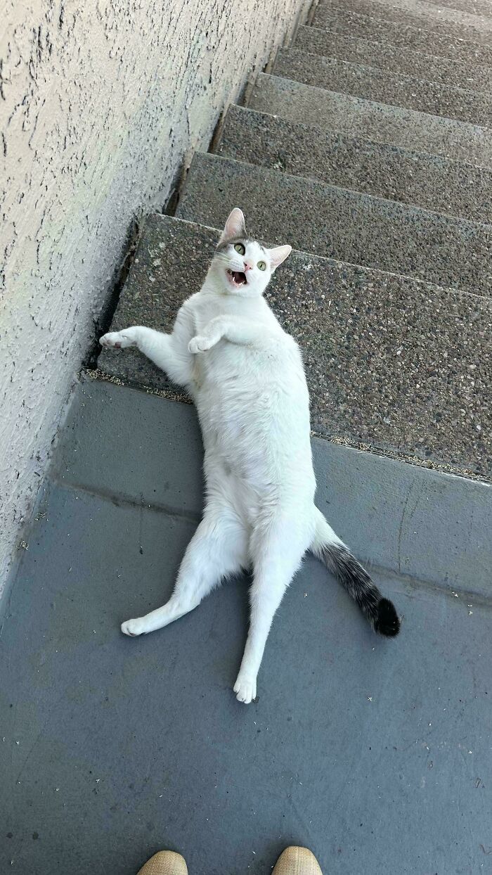 Chat blanc allongé sur le dos sur des marches en béton, gueule ouverte