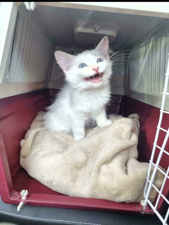 Chaton blanc aux yeux bleus miaulant dans une caisse de transport rouge
