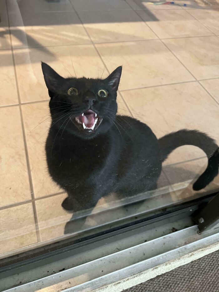 Chat noir assis derrière une vitre, gueule ouverte et yeux écarquillés