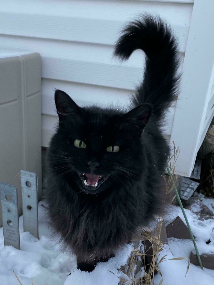 Chat noir à poil long miaulant dans la neige, queue dressée