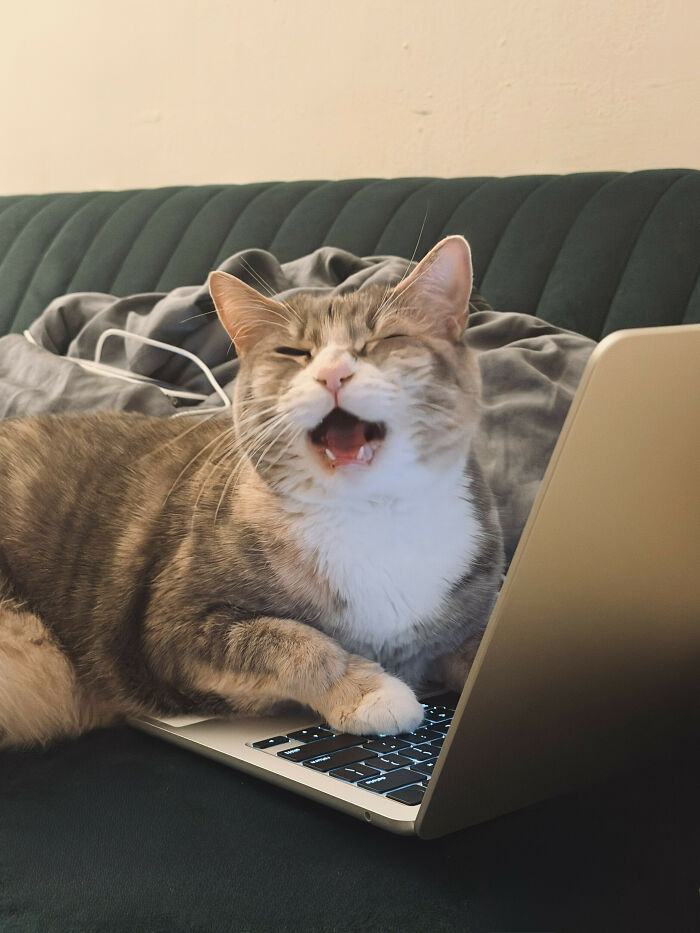 Chat tigré gris et blanc couché sur un canapé, une patte sur un clavier d'ordinateur