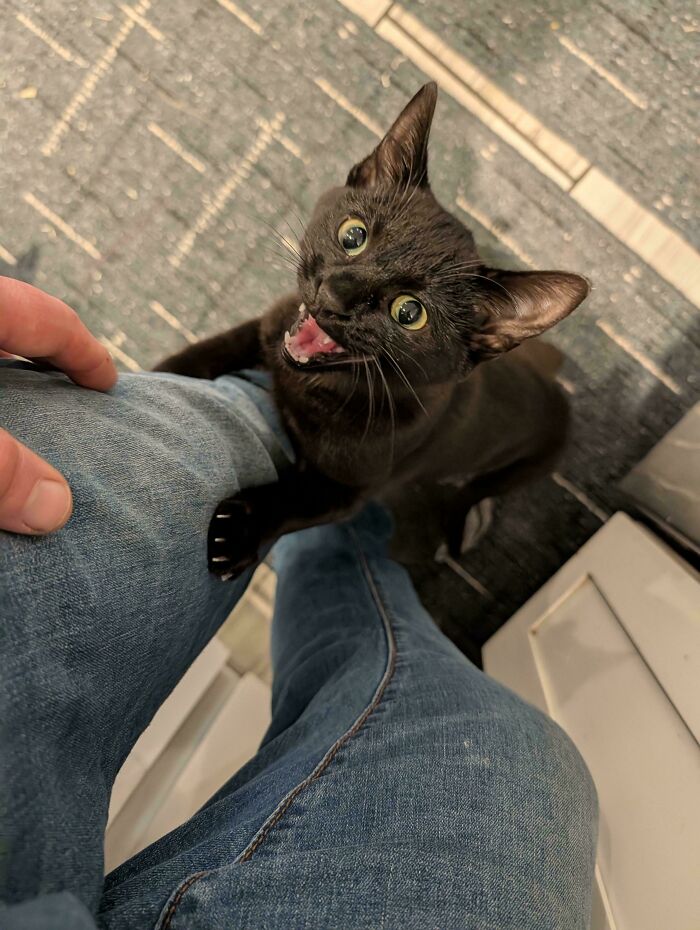Chaton noir posant une patte sur une jambe en jean, bouche ouverte