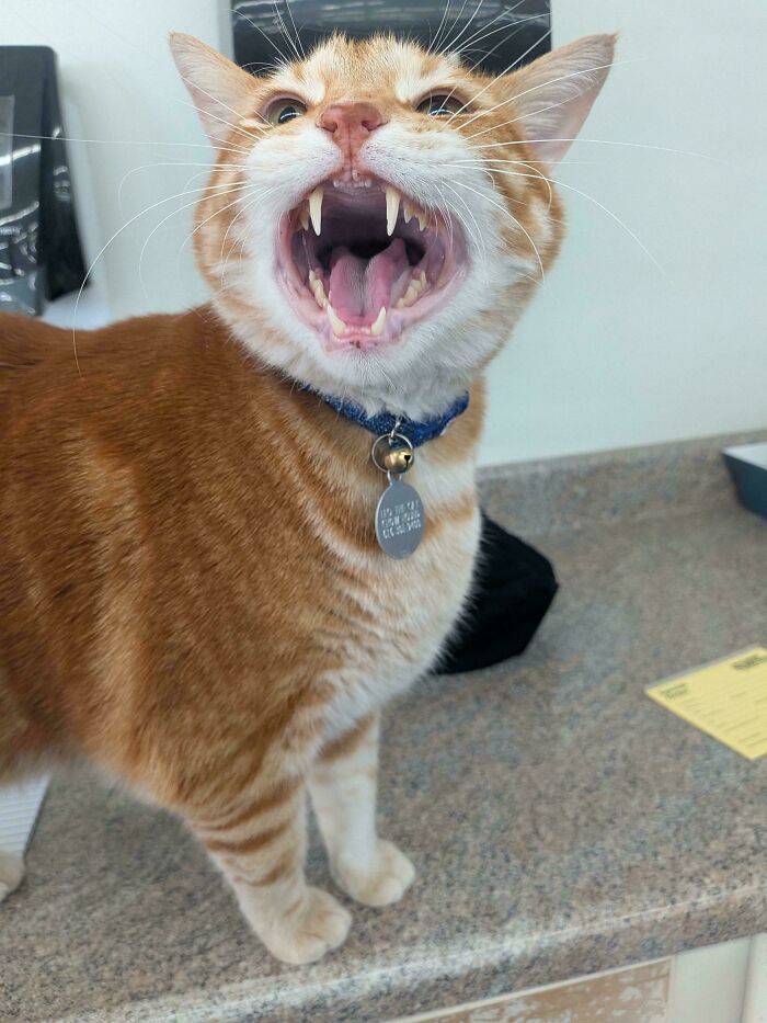 Chat roux et blanc au collier bleu miaulant debout sur un comptoir en granit