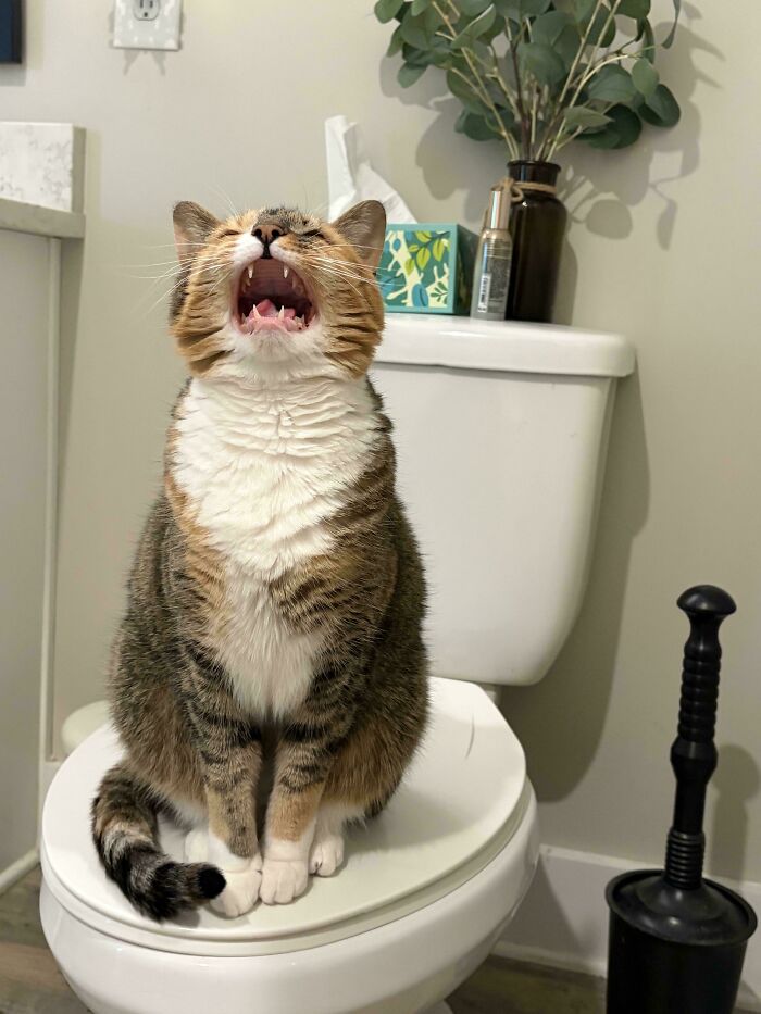 Chat tigré roux assis sur un couvercle de toilettes, miaulant les yeux fermés