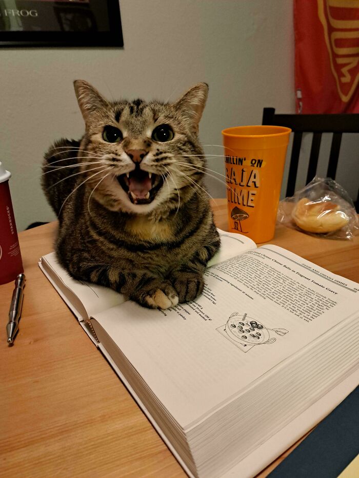 Chat tigré couché sur un livre de cuisine ouvert, gueule grande ouverte