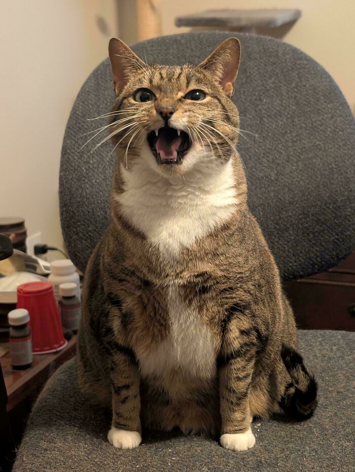 Gros chat tigré assis bien droit sur une chaise de bureau grise, gueule ouverte