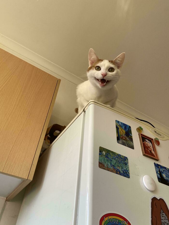 Chat blanc à taches rousses perché sur un réfrigérateur, bouche ouverte, vu d'en bas