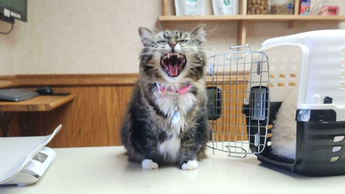 Chat tigré au collier rose miaulant sur une table près d'une caisse de transport ouverte