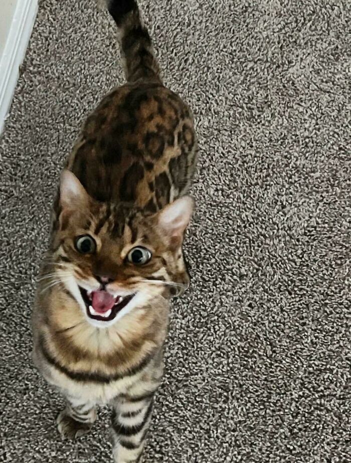 Chat tacheté brun et doré miaulant sur une moquette grise, langue visible