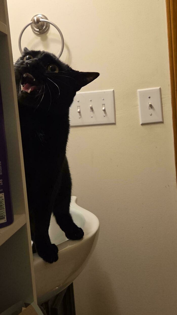 Chat noir debout sur le rebord d'un lavabo blanc, gueule grande ouverte