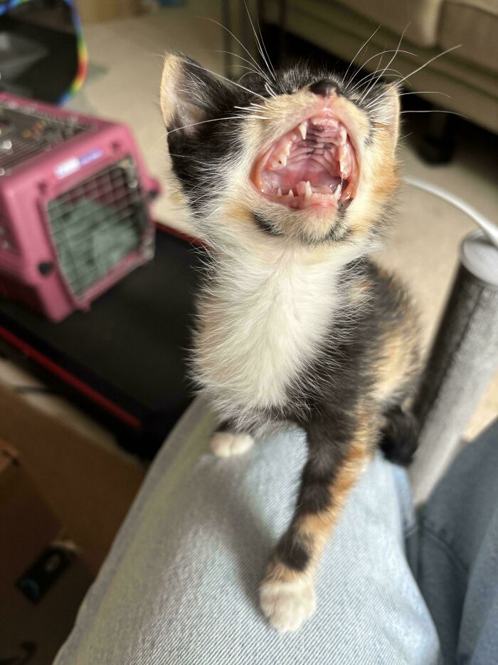 Chaton calico debout sur une jambe en jean, gueule ouverte, caisse rose à l'arrière-plan