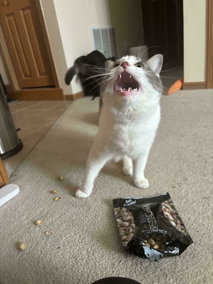 Chat blanc et gris miaulant devant un sachet de pistaches et des coquilles éparpillées sur la moquette