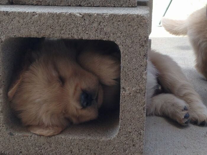 Chiot doré endormi la tête dans l'ouverture d'un parpaing