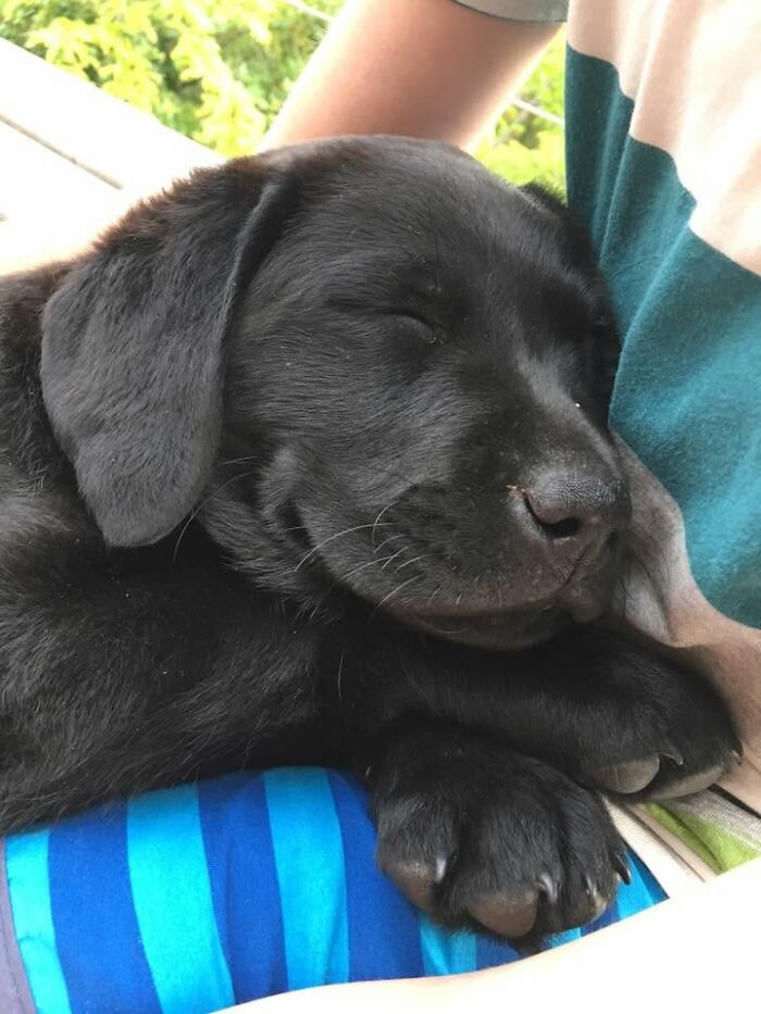 Gros plan sur un chiot noir endormi, les pattes sur un tissu rayé bleu