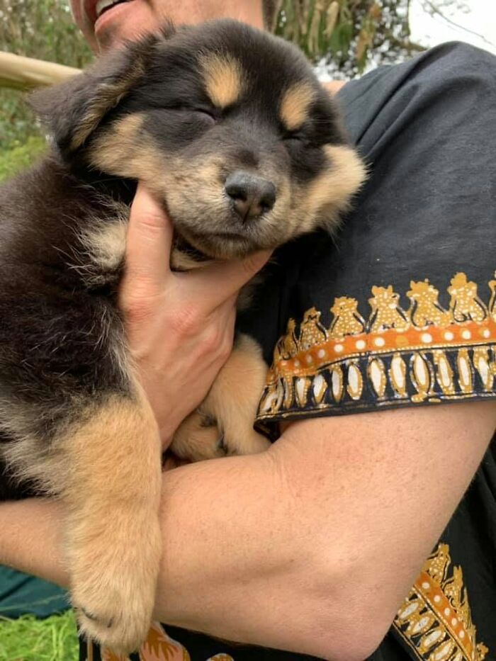 Chiot noir et feu duveteux endormi la tête dans la main d'une personne, dehors