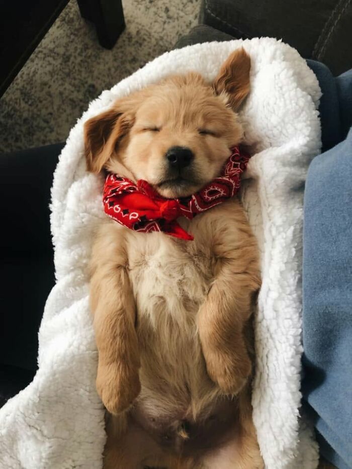 Chiot doré avec un bandana rouge, endormi dans une couverture blanche