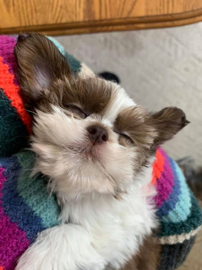 Gros plan sur un chiot blanc et brun endormi contre une couverture tricotée