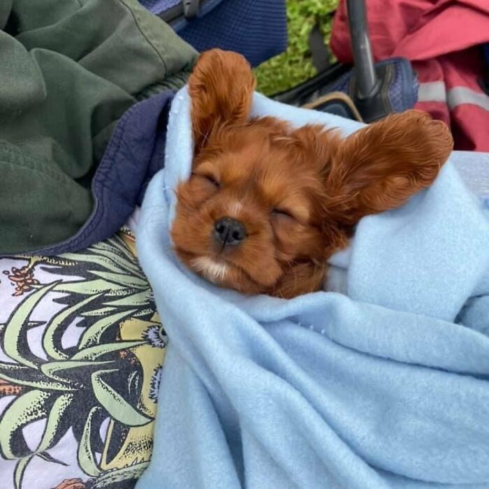 Chiot brun roux aux grandes oreilles, emmitouflé dans une couverture bleu clair