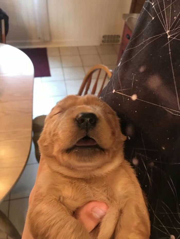 Minuscule chiot roux endormi, gueule entrouverte, tenu dans une main