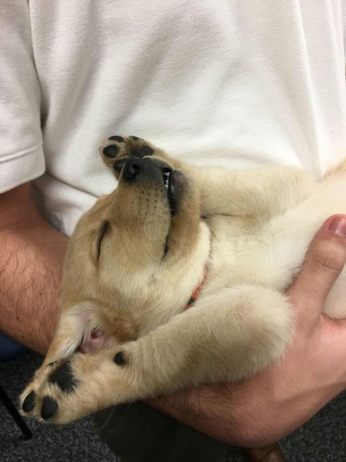 Chiot crème endormi sur le dos dans les bras d'une personne