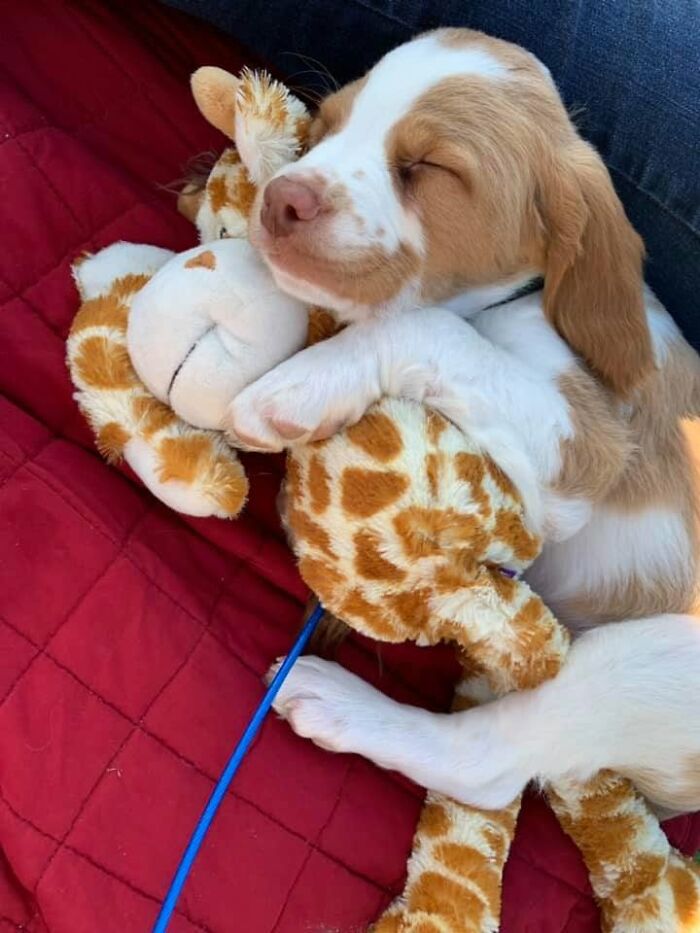 Chiot blanc et orange endormi contre une girafe en peluche