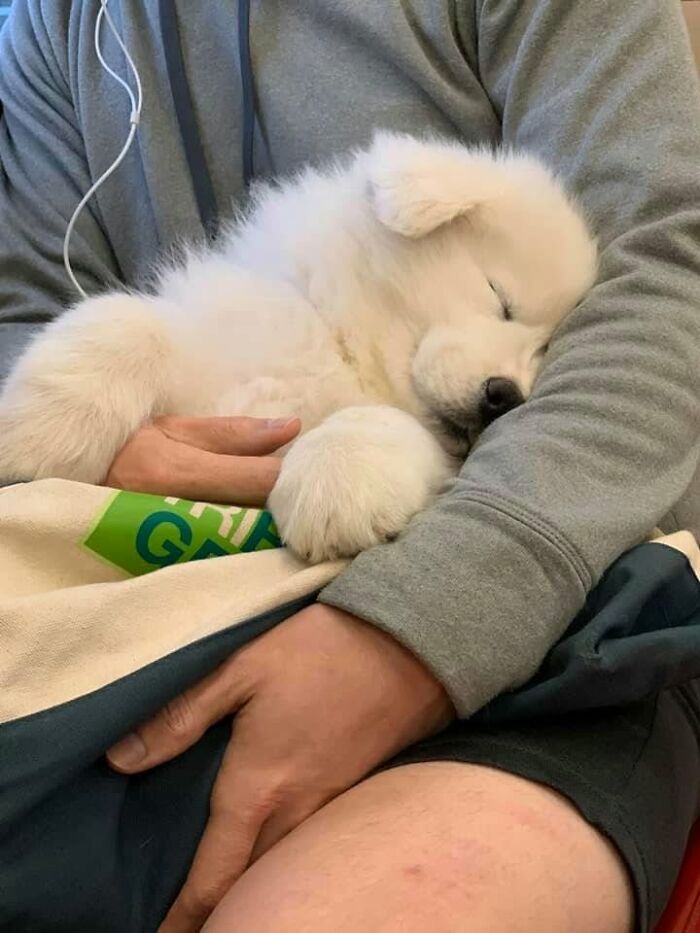 Chiot blanc duveteux endormi la tête contre le bras d'une personne