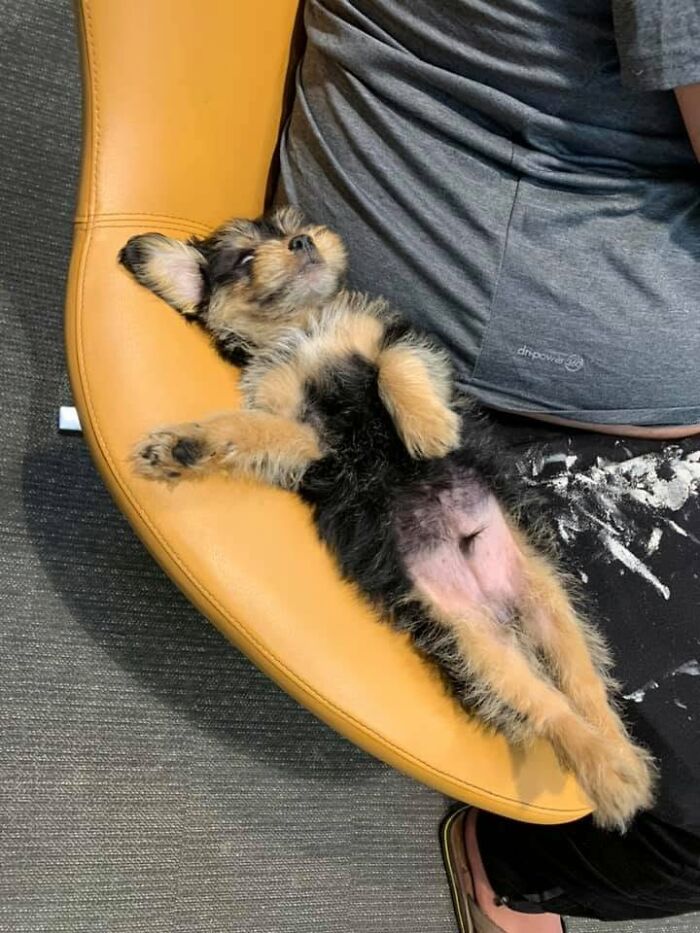 Chiot noir et feu endormi sur le dos au bord d'un fauteuil jaune