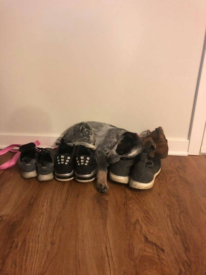 Un chiot allongé sur des chaussures