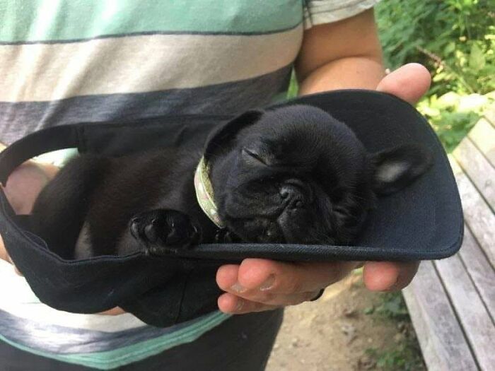 Chiot noir endormi dans une casquette tenue à deux mains