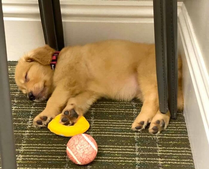 Chiot doré endormi sur une moquette rayée, une patte sur un jouet jaune