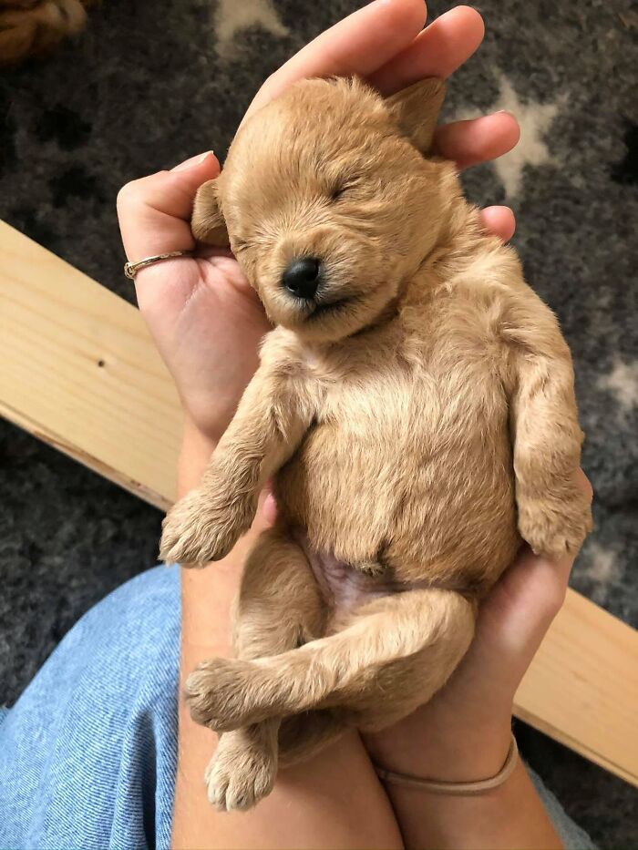 Très jeune chiot doré endormi sur le dos dans les mains d'une personne