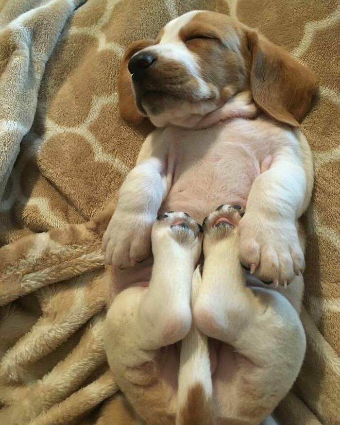 Chiot blanc et feu endormi sur le dos sur une couverture beige