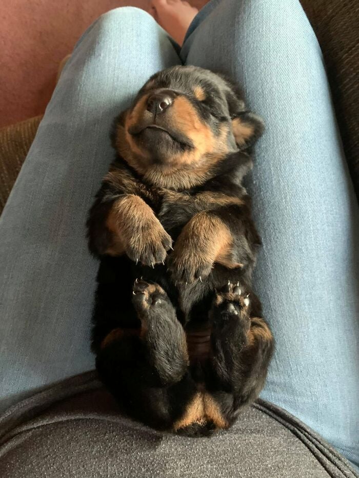 Minuscule chiot noir et feu endormi sur le dos sur les genoux d'une personne